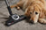 Thumbnail Miele C2CATDOG - 43605331509471